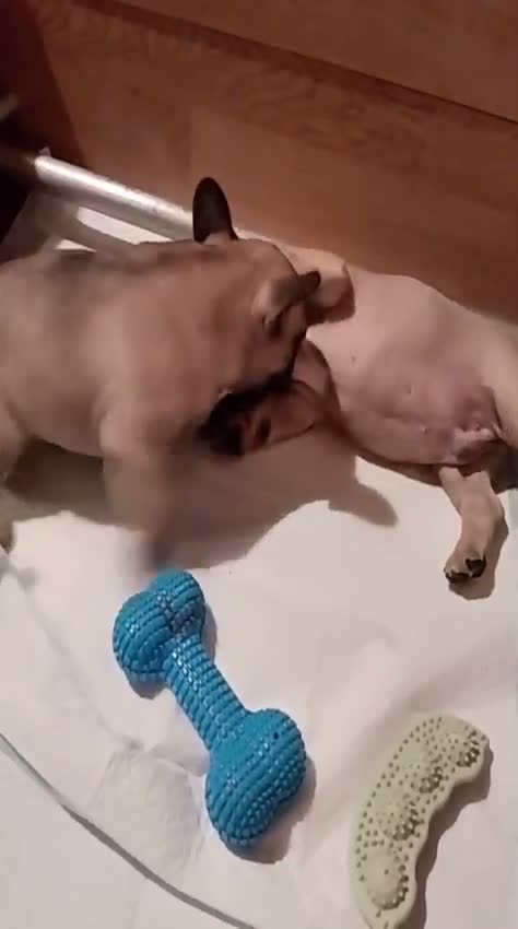 Bulldog Francese cani in vendita: Splendidi cuccioli di bouldogue francese  - Video 2