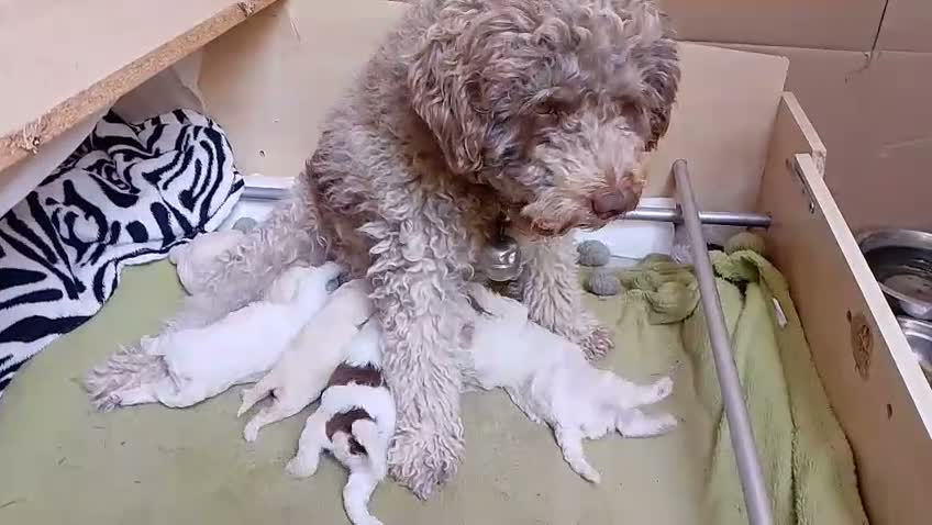 Lagotto cani in vendita: Luciano Scarchini a Provincia di Perugia - Video 1