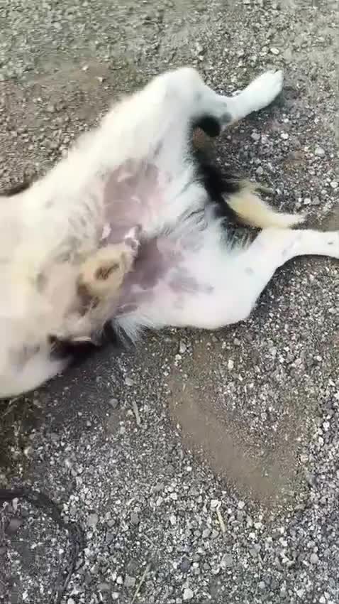 Meticcio cani in regalo: Scricciolo 8 kg, gioioso buono socievole - Video 2