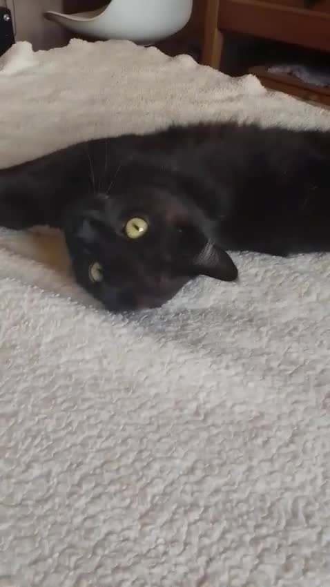 Europeo gatti in regalo: GATTINO DI SEI MEI SUPERAFFETTUOSO - Video 1
