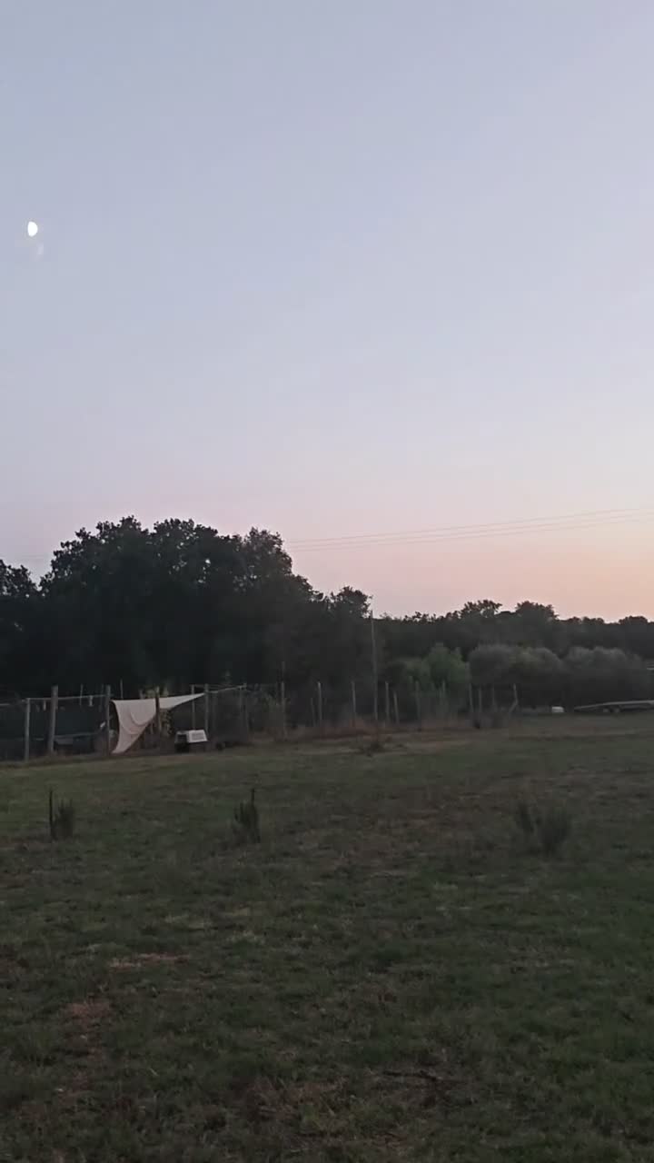 Bassotto Nano cani in vendita: Femmine di bassotto nano - Video 1