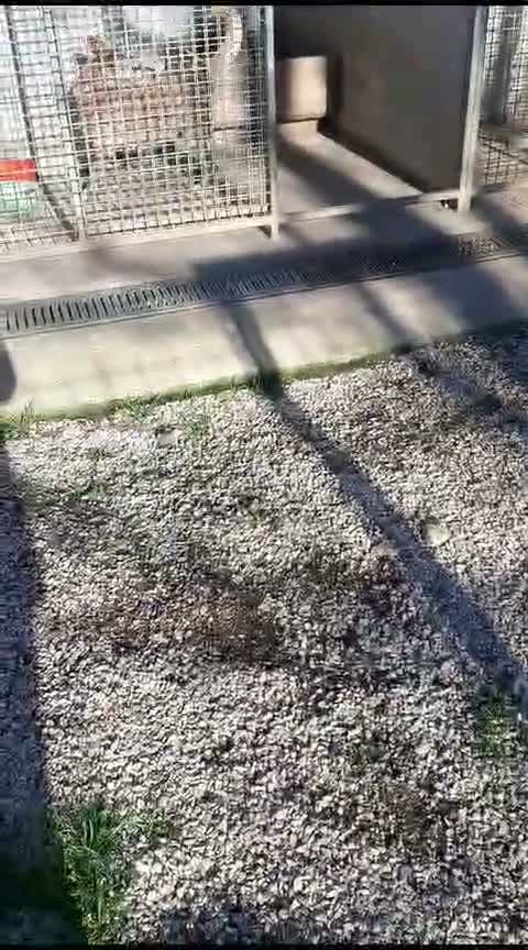 Meticcio cani in regalo: EDDY bravo e tranquillo! 15kg - Video 1