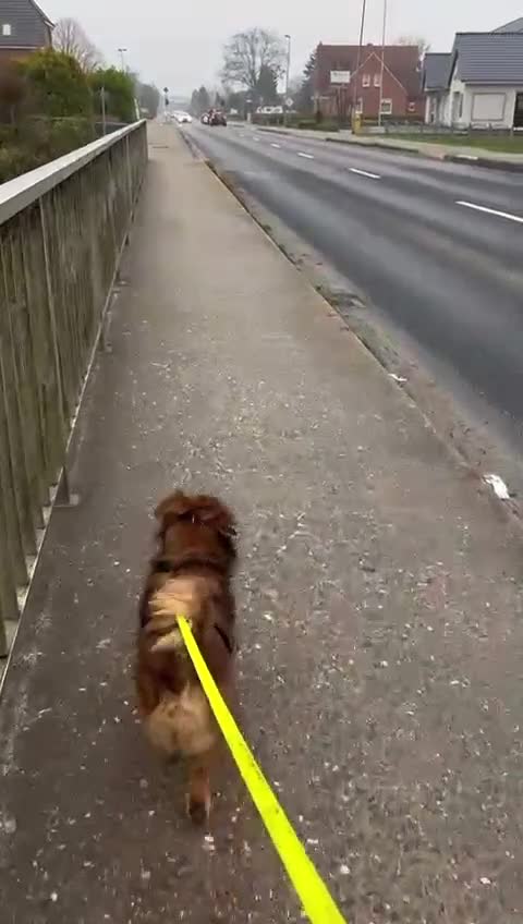 Meticcio cani in regalo: Giulio: taglia piccola, dolce e sensibile  - Video 2