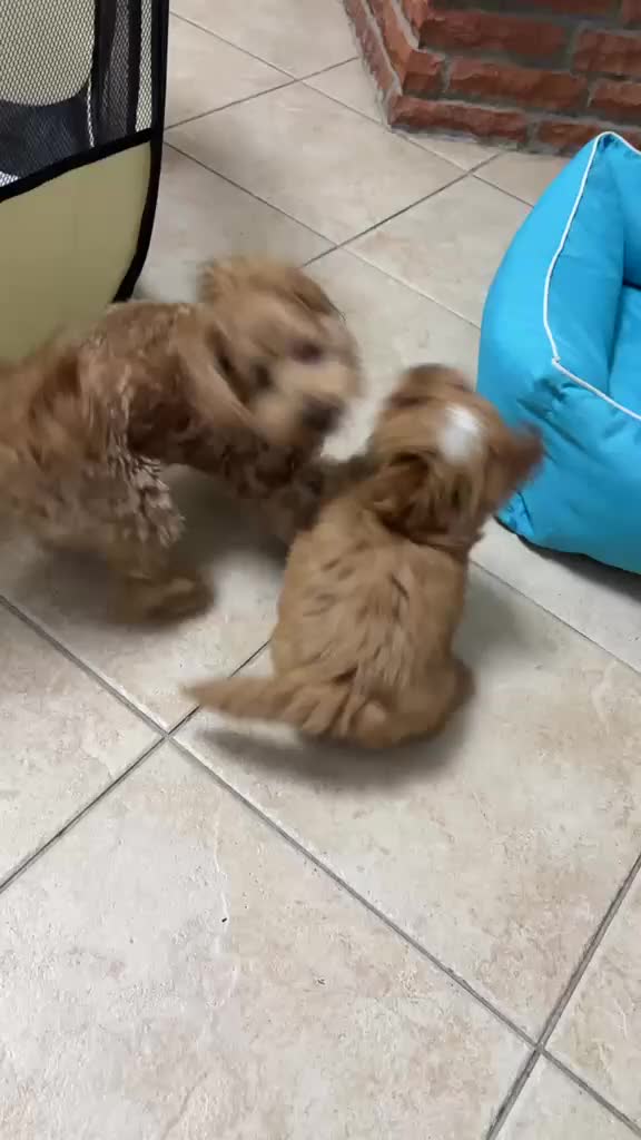 Maltipoo cani in vendita: Maltipoo originale - Video 1