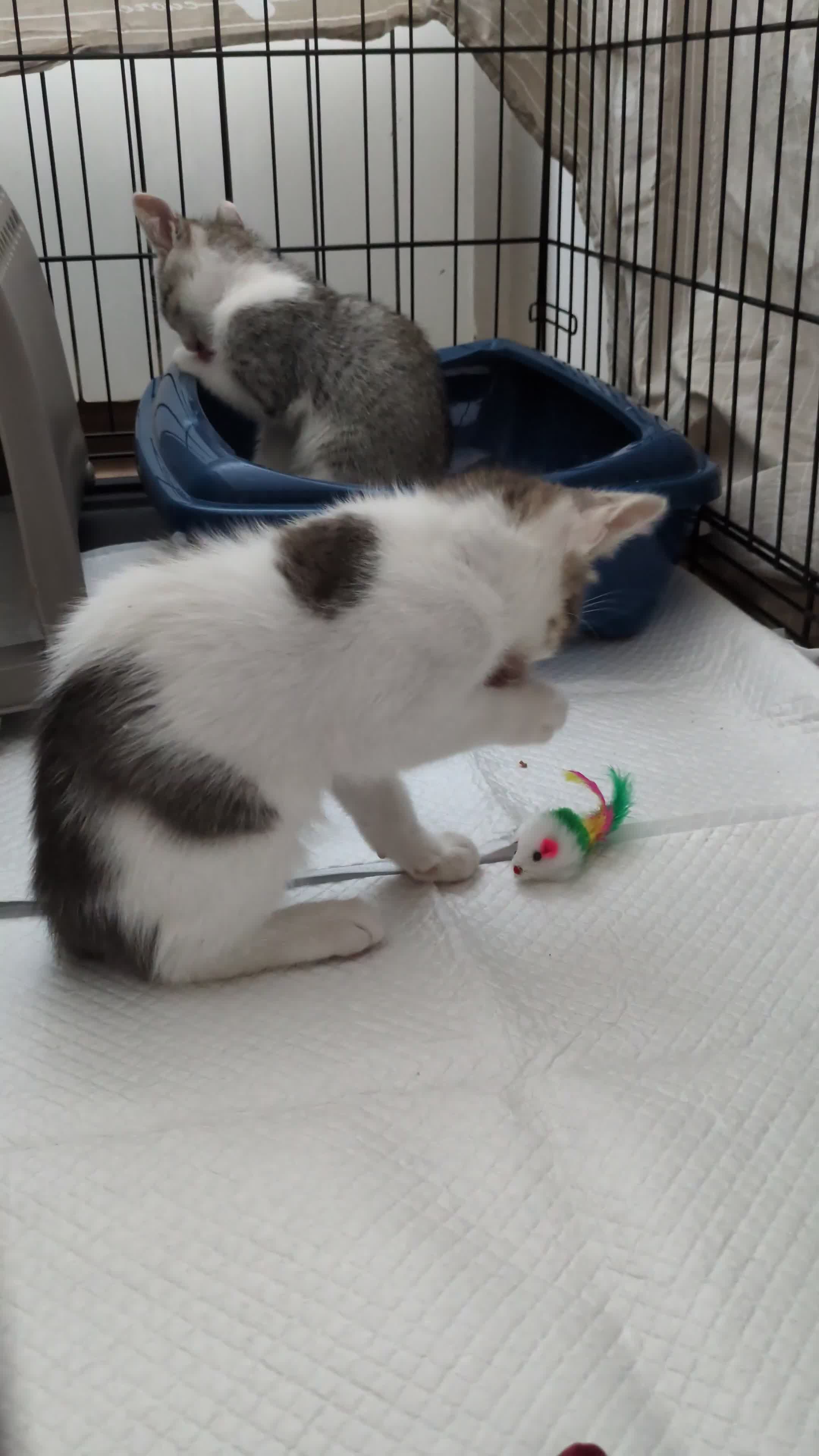 Meticcio gatti in regalo: Piko e Bok, fratellini in cerca di casa - Video 1