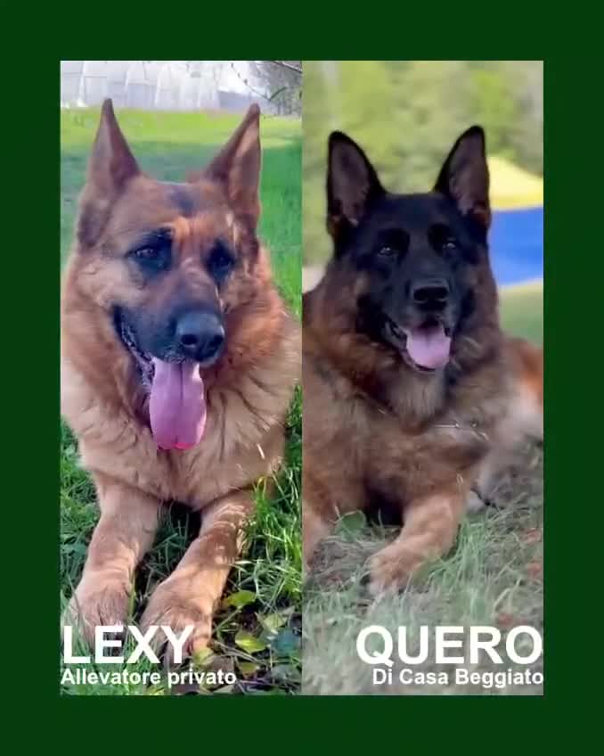 Pastore Tedesco cani in vendita: Super cuccioli Pastore Tedesco Pedigree - Video 1
