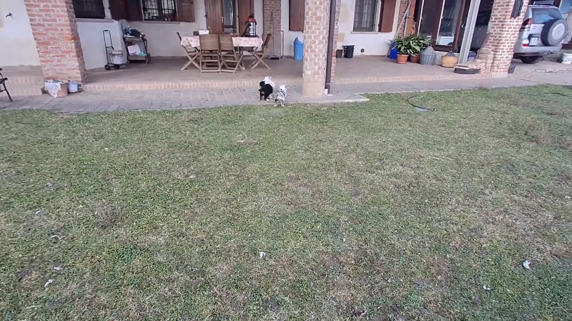 Australian Shepherd cani in vendita: Bellissimo regalo x san valentino - Video 3