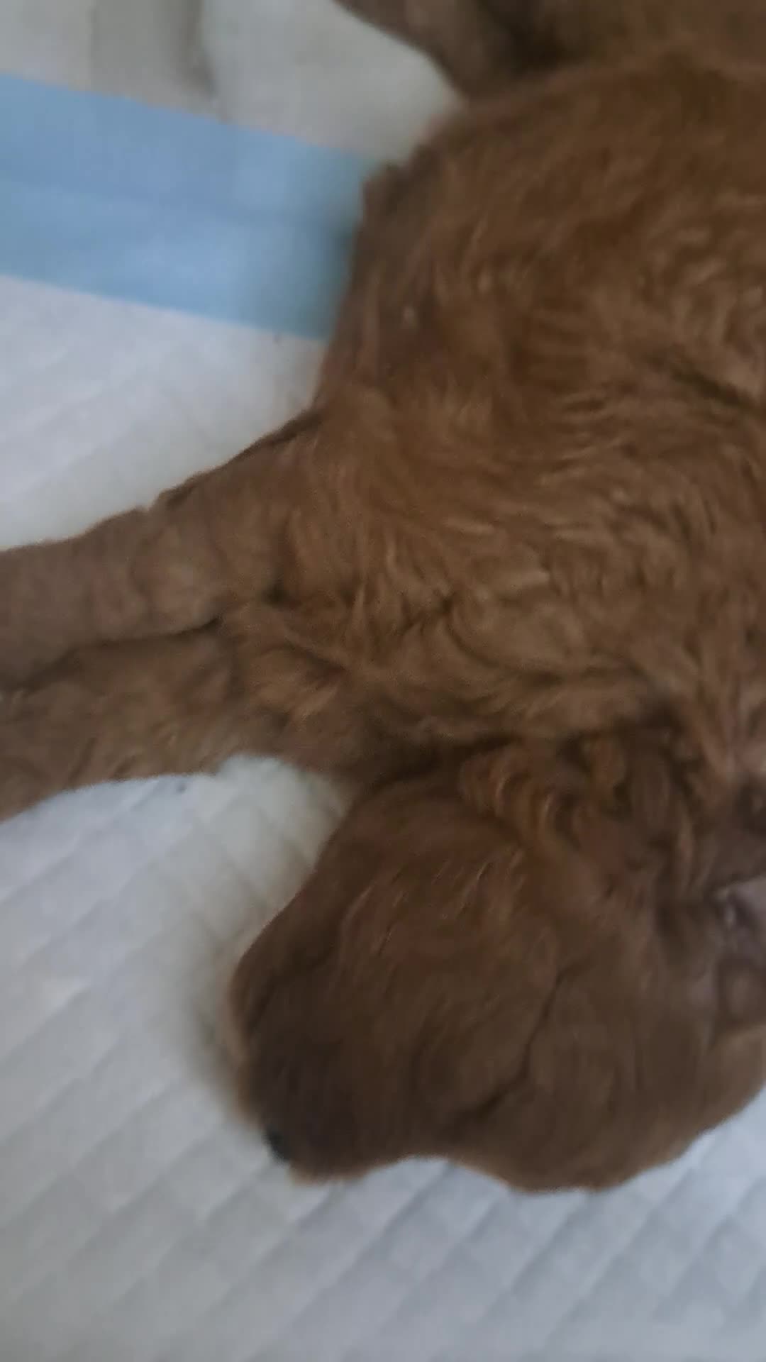 Meticcio cani in vendita: Barboncino cercano casa 2 femmine  - Video 1