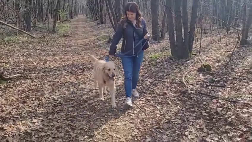 Golden Retriever cani in regalo: Splendido Golden Retreiver - CASPER - Video 1