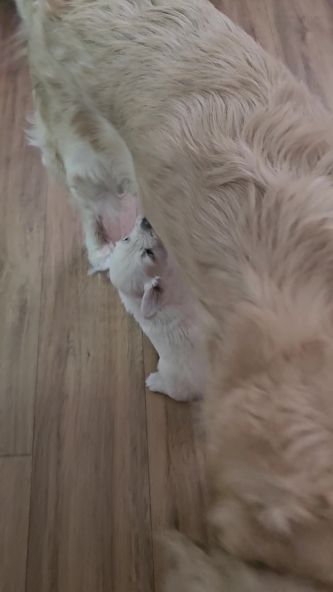 Golden Retriever cani in vendita: CUCCIOLI DI GOLDEN RETRIEVER CERCANO FAMIGLA ❤️ - Video 2