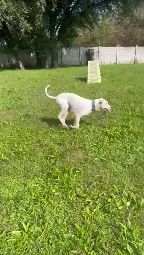 Dogo Argentino cani in regalo: LOLA DOGO ARGENTINO - Video 4