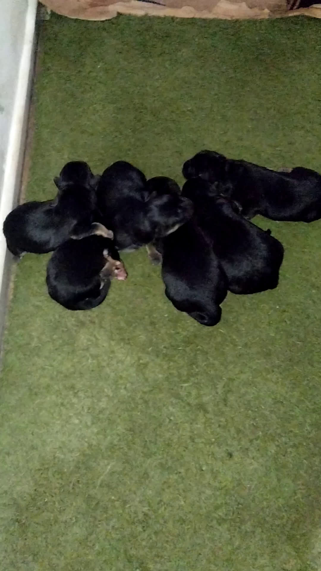 Pastore Tedesco cani in vendita: Vendita Cuccioli di Pastore Tedesco con Pedigree  - Video 1