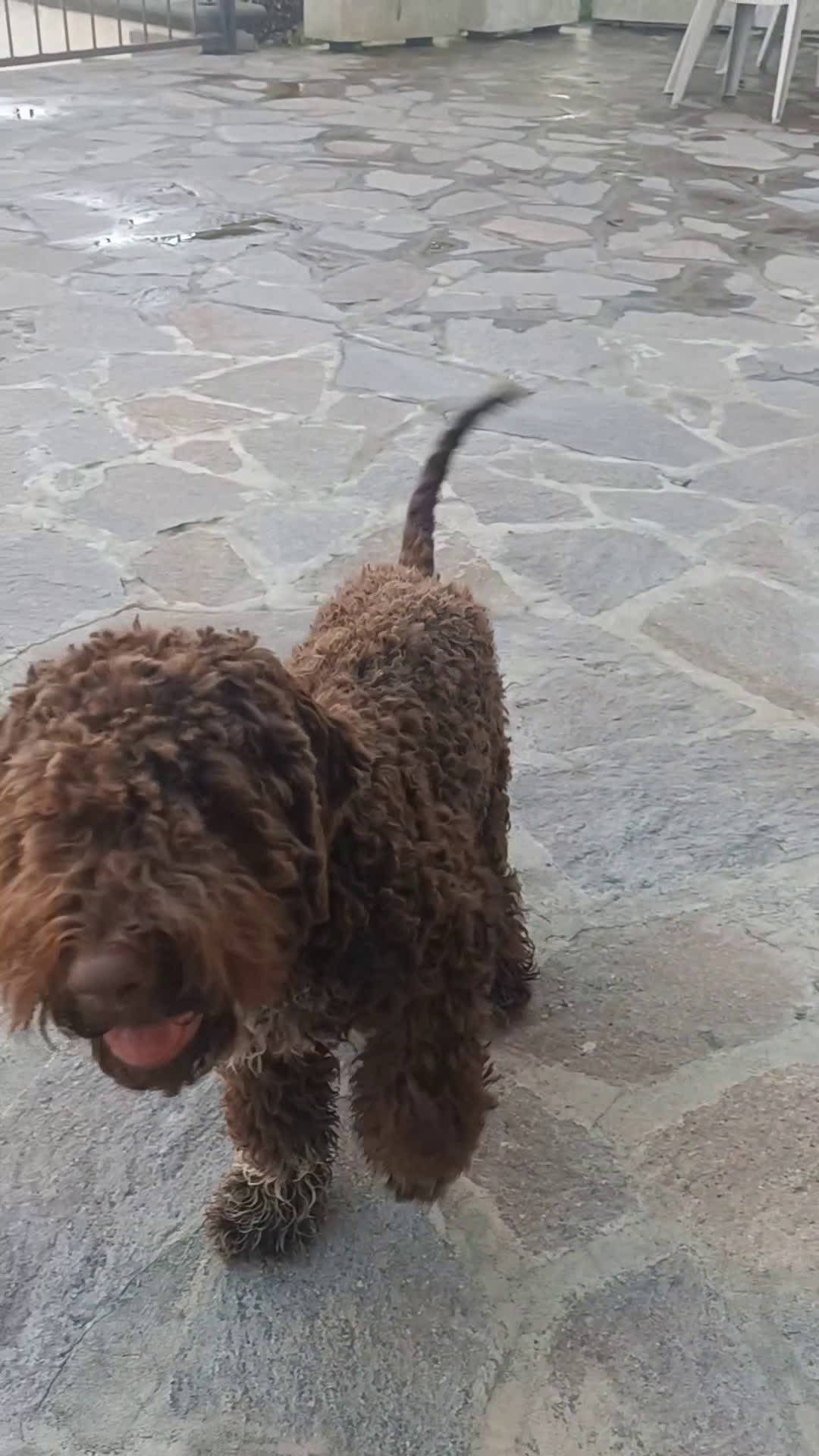 Lagotto cani in vendita: Cuccioli di Lagotto Romagnolo con Pedigree ROI  a Provincia di Chieti - Video 2