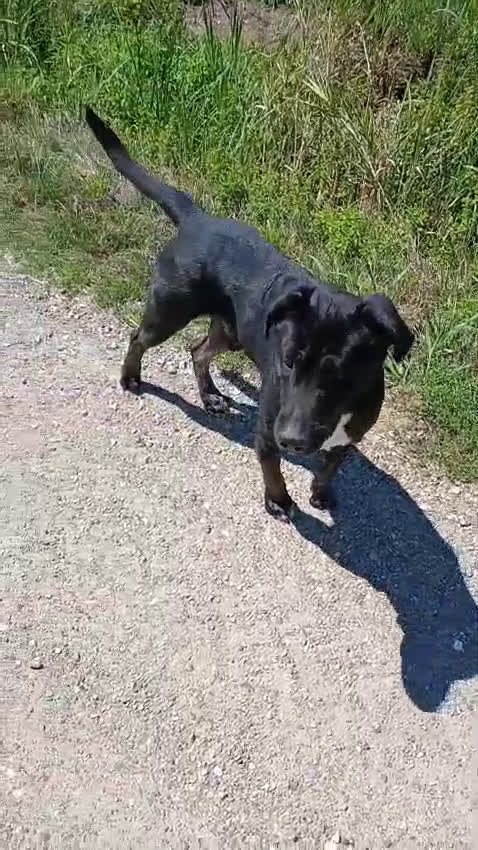 Meticcio cani in regalo: Rudy cerca famiglia - Video 1