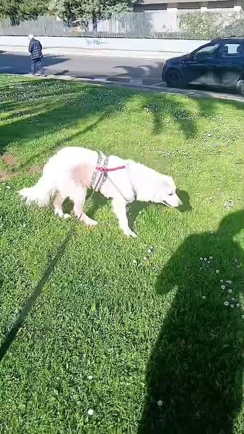 Meticcio cani in regalo: Cagnolona unica e speciale - Video 2