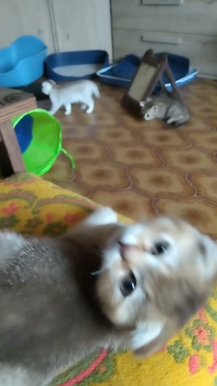 Scottish gatti in vendita: Gattini Scottish fold e Scottish straight - Video 3