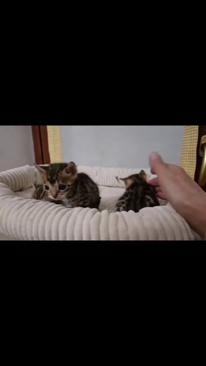 Bengala gatti in vendita: Meravigliosi cuccioli di bengala  - Video 1