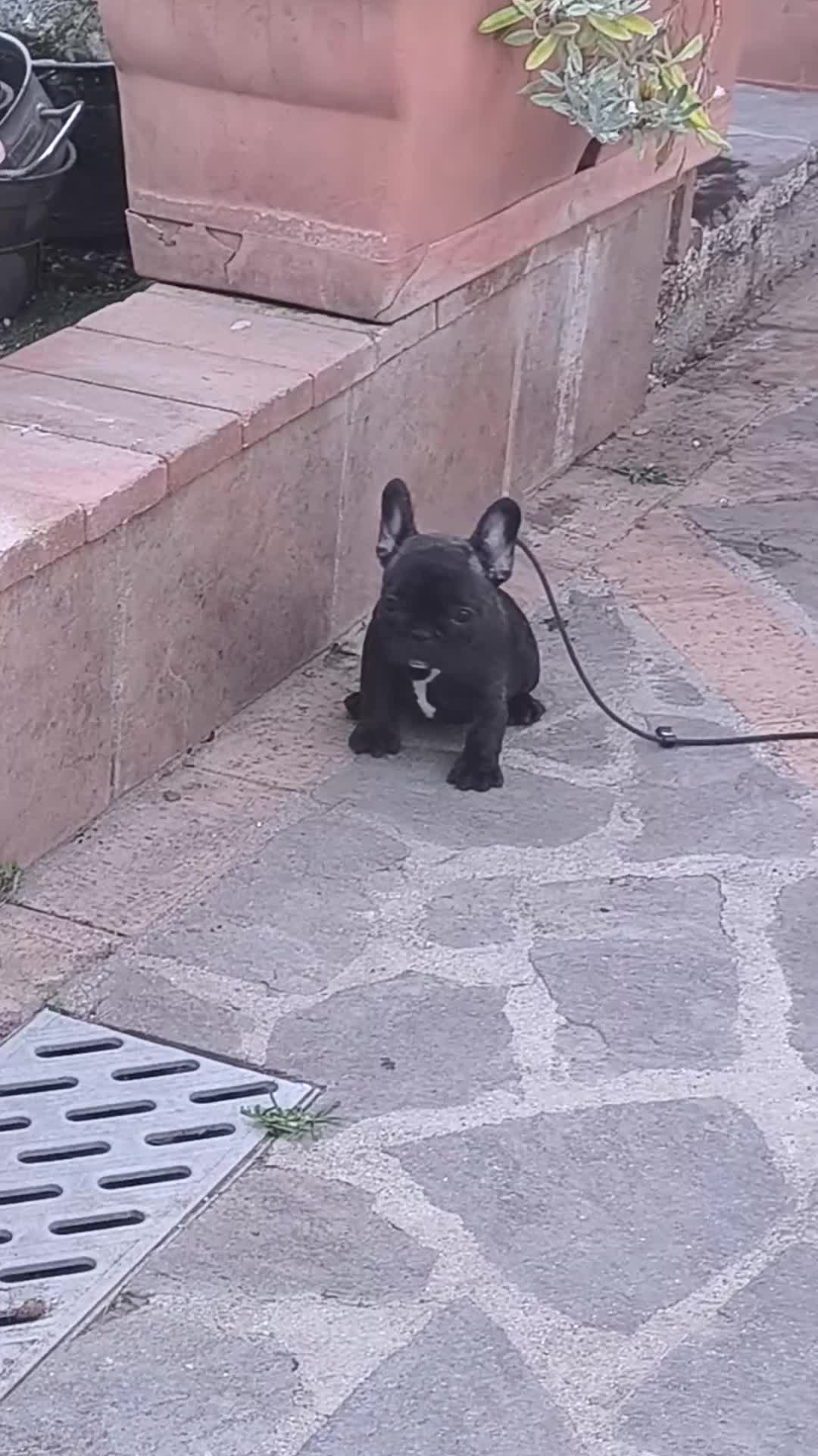 Bulldog Francese cani in vendita: Cuccioli di Bulldog francese - Video 1