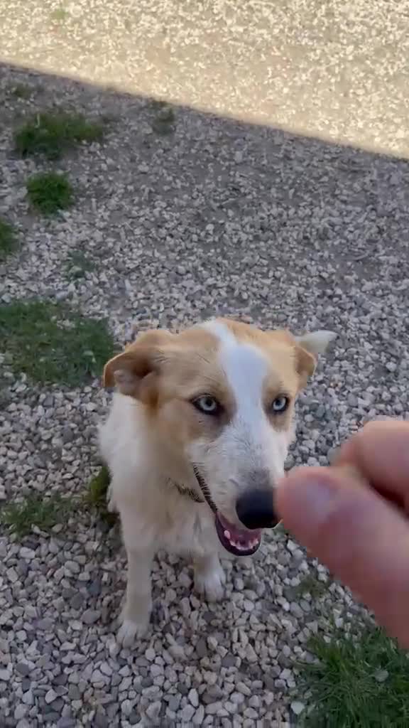 Meticcio cani in regalo: 10mesi kg13 occhi azzurri salita ieri! MILANO URGE - Video 1