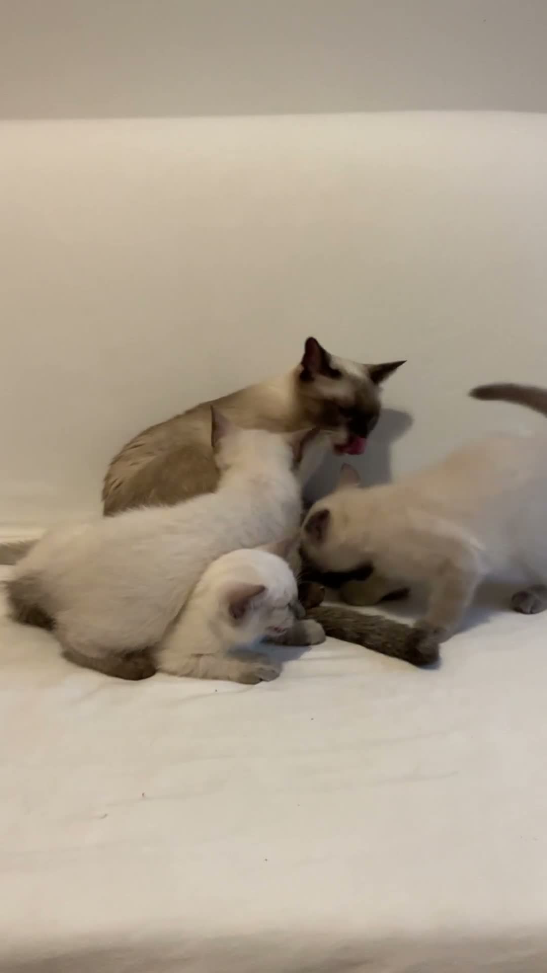 Siamese gatti in vendita: Gattini Siamese Thai / Neva Masquarada a Città metropolitana di Milano - Video 1