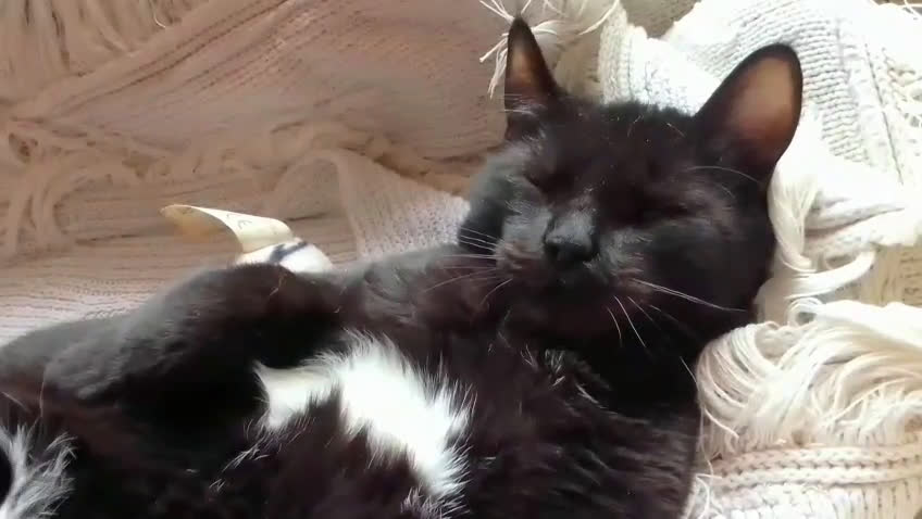 Europeo gatti in regalo: MILO GATTINO BELLISSIMO - Video 1