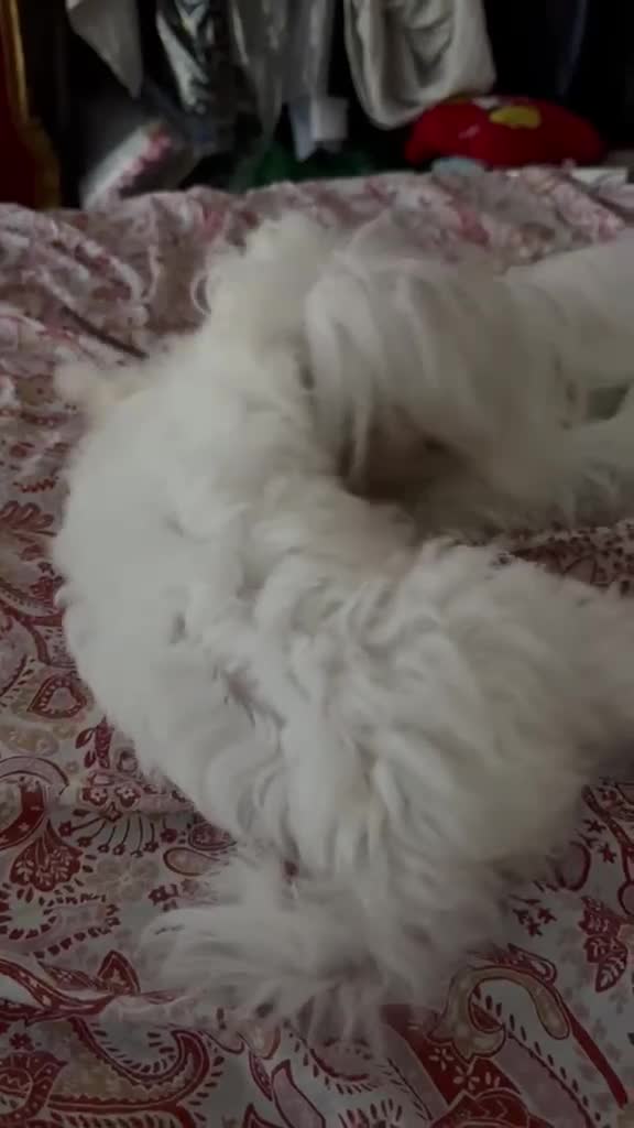Maltese cani in vendita: Maltese MiniToy  - Video 2