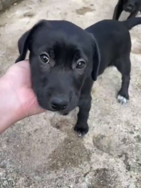 Meticcio cani in regalo: ADOTTA LA TENERA VITTORIA - Video 2