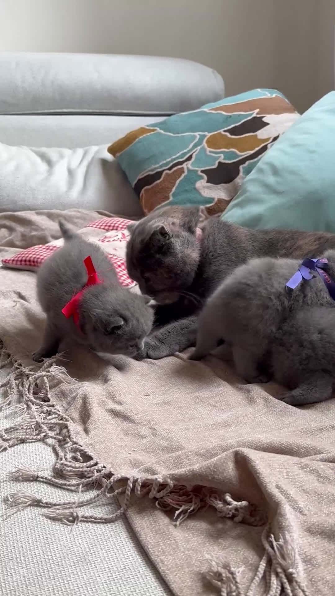 Scottish gatti in vendita: Gattini scottish fold blue - Video 1