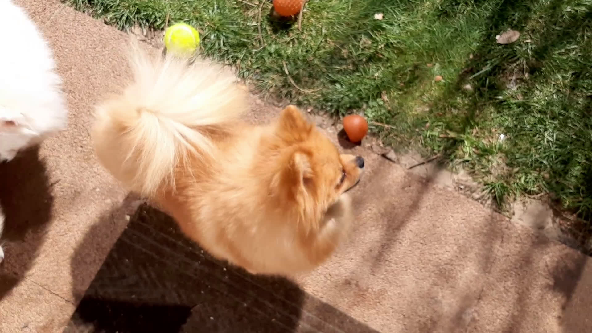 Spitz cani in regalo: Spitz tedesco NANO Pomerania  a Provincia di Monza e della Brianza - Video 5