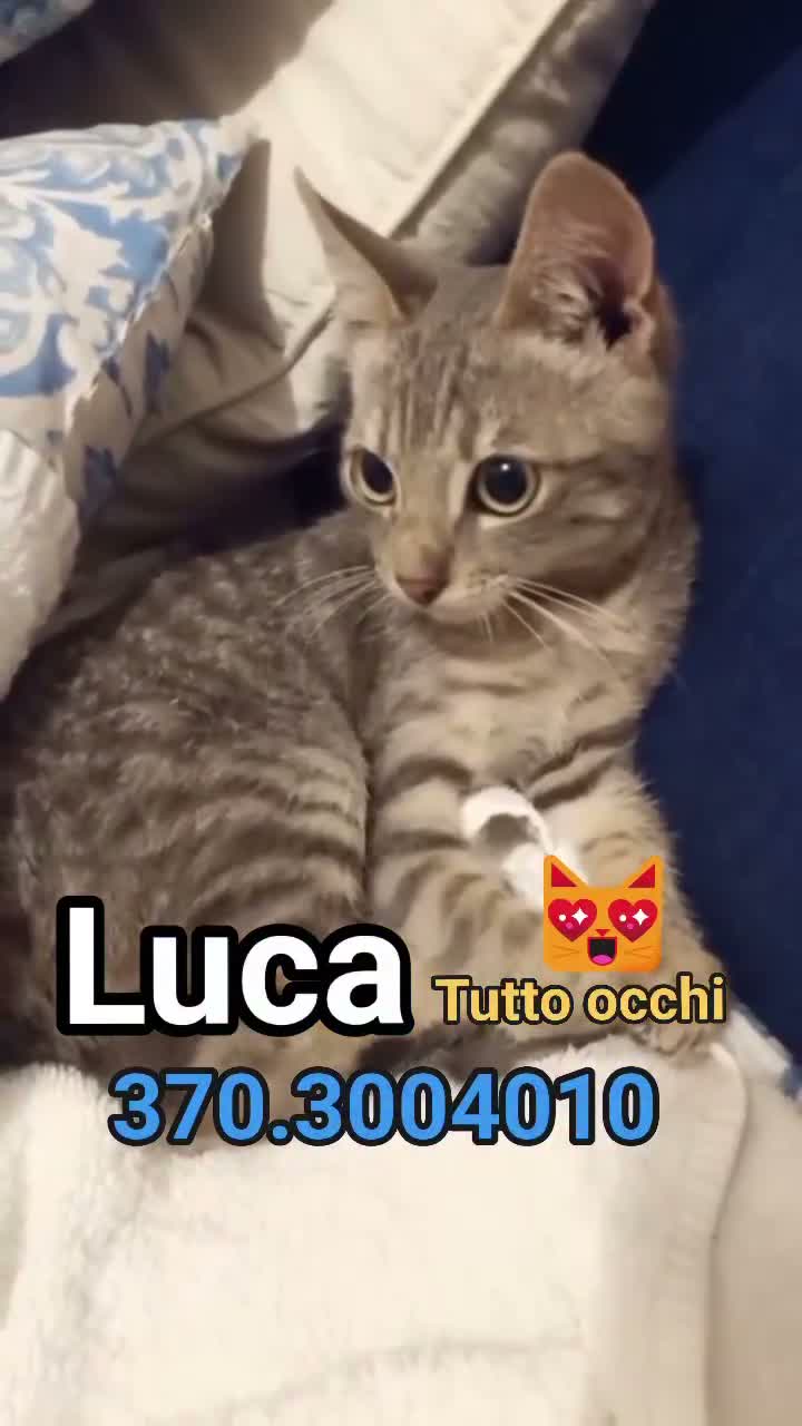 Europeo gatti in regalo: LUCA GATTINO DOLCISSIMO a Città Metropolitana di Bologna - Video 1