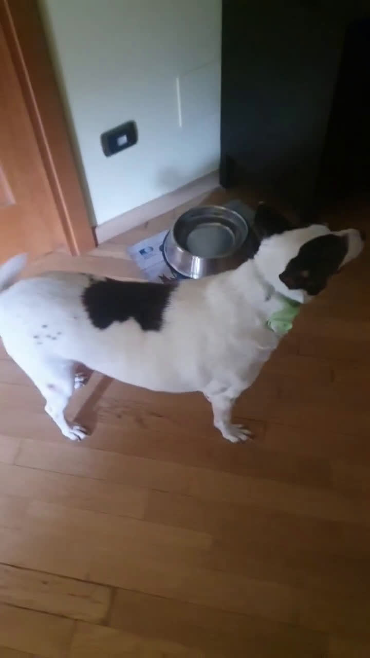 Meticcio cani in regalo: STELLA  a Provincia di Avellino - Video 1