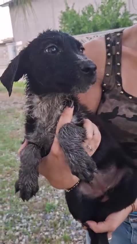 Meticcio cani in regalo: CORNELIA 🩷 pronta a conquistare cuori - Video 2