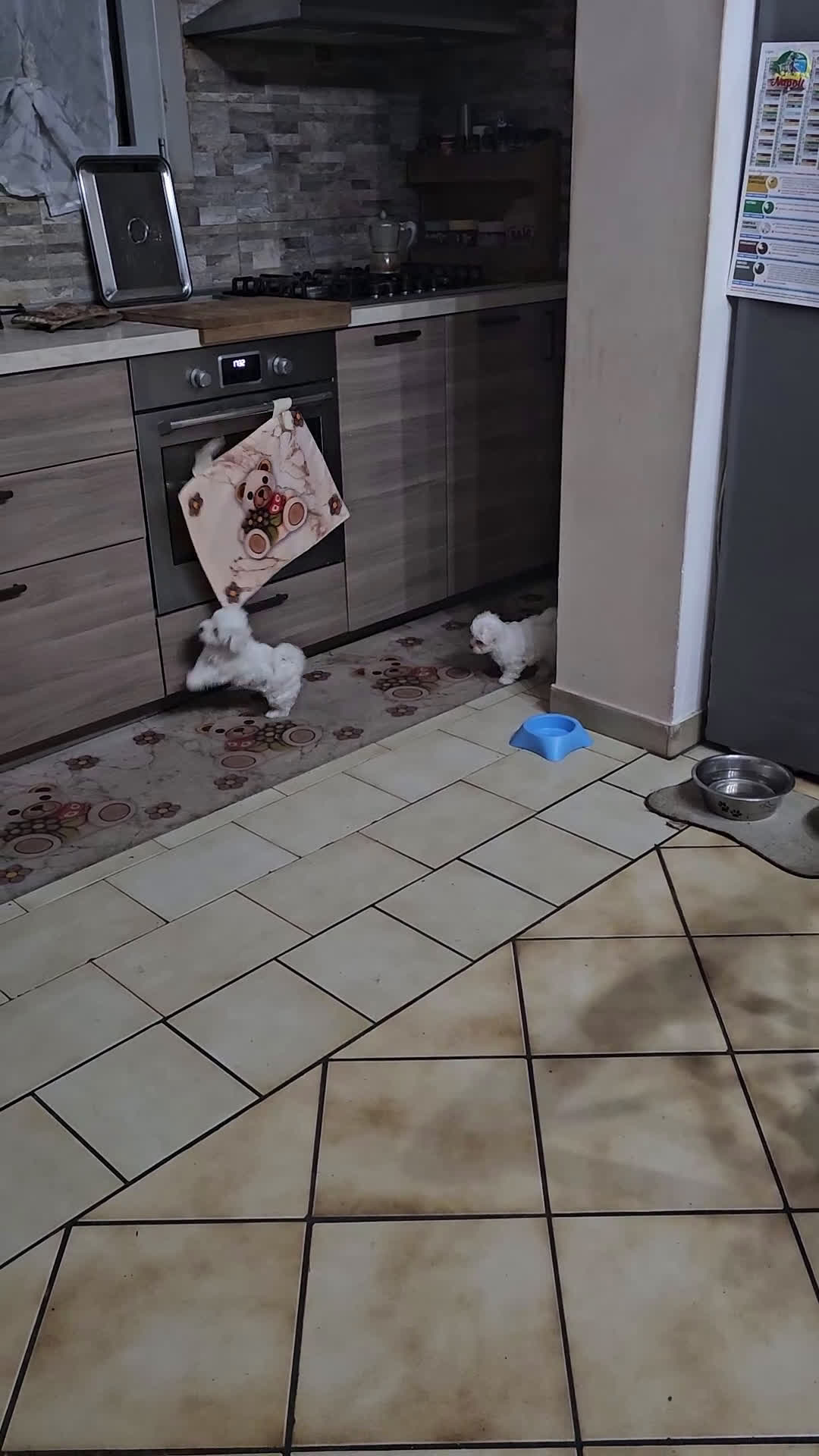 Maltese cani in vendita: Cucciole di maltese - Video 1