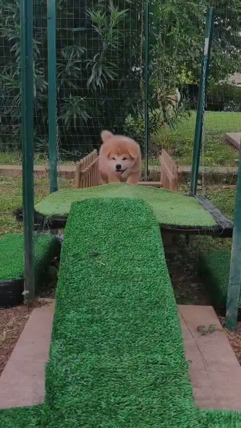 Akita Inu cani in vendita: Cuccioli di Akita da allevamento ENCI - Lombardia - Video 2