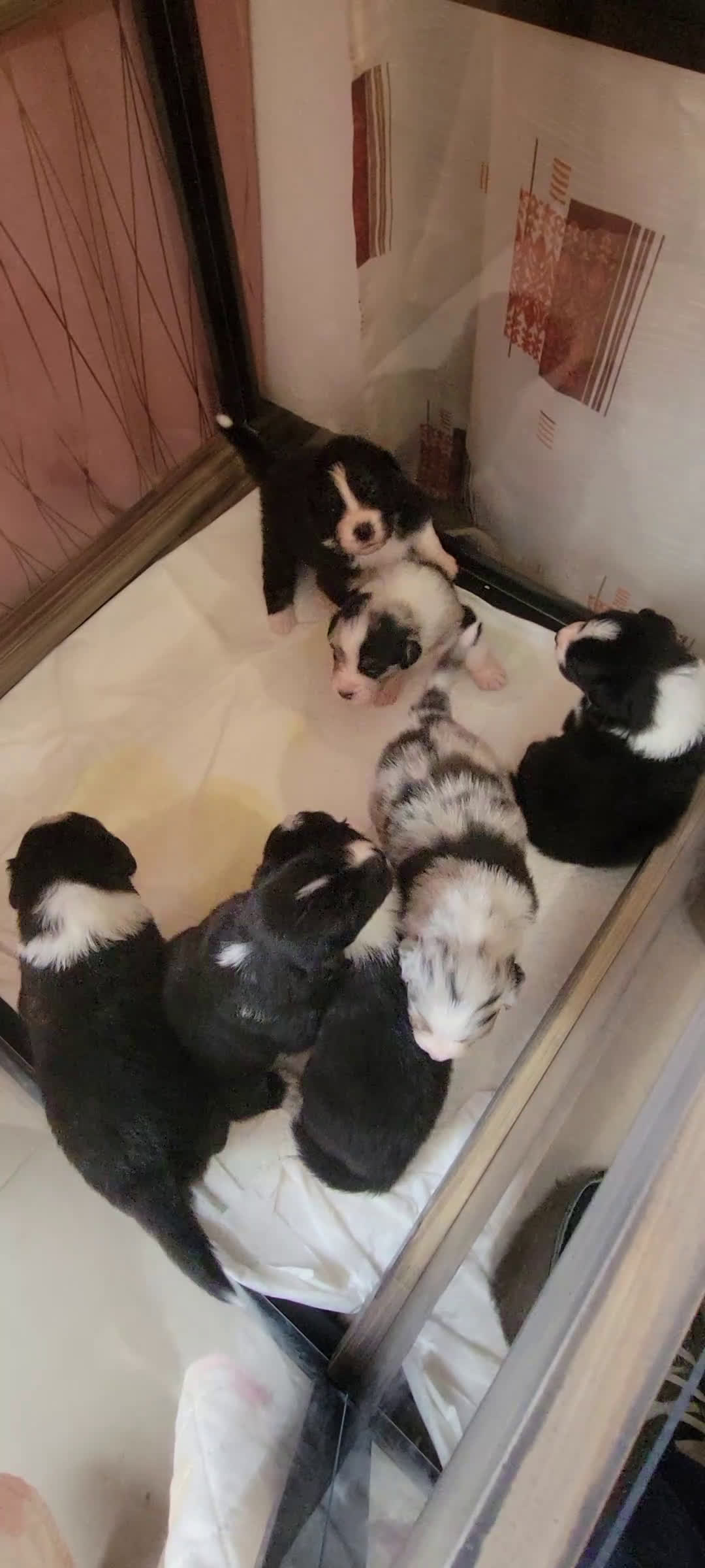 Australian Shepherd cani in vendita: Amorevoi Cuccioli Pastore Australiano (Aussi) - Video 1