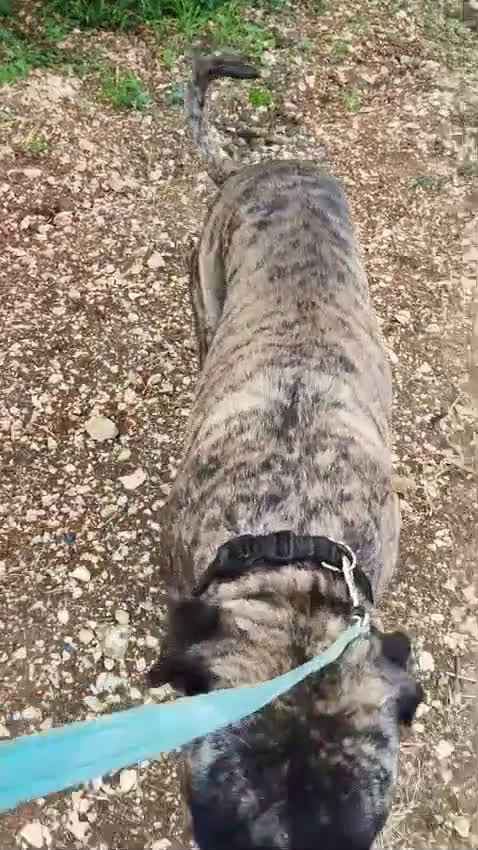 Cane Corso cani in regalo: Kira e Zeus, due anime buone in cerca di casa - Video 3