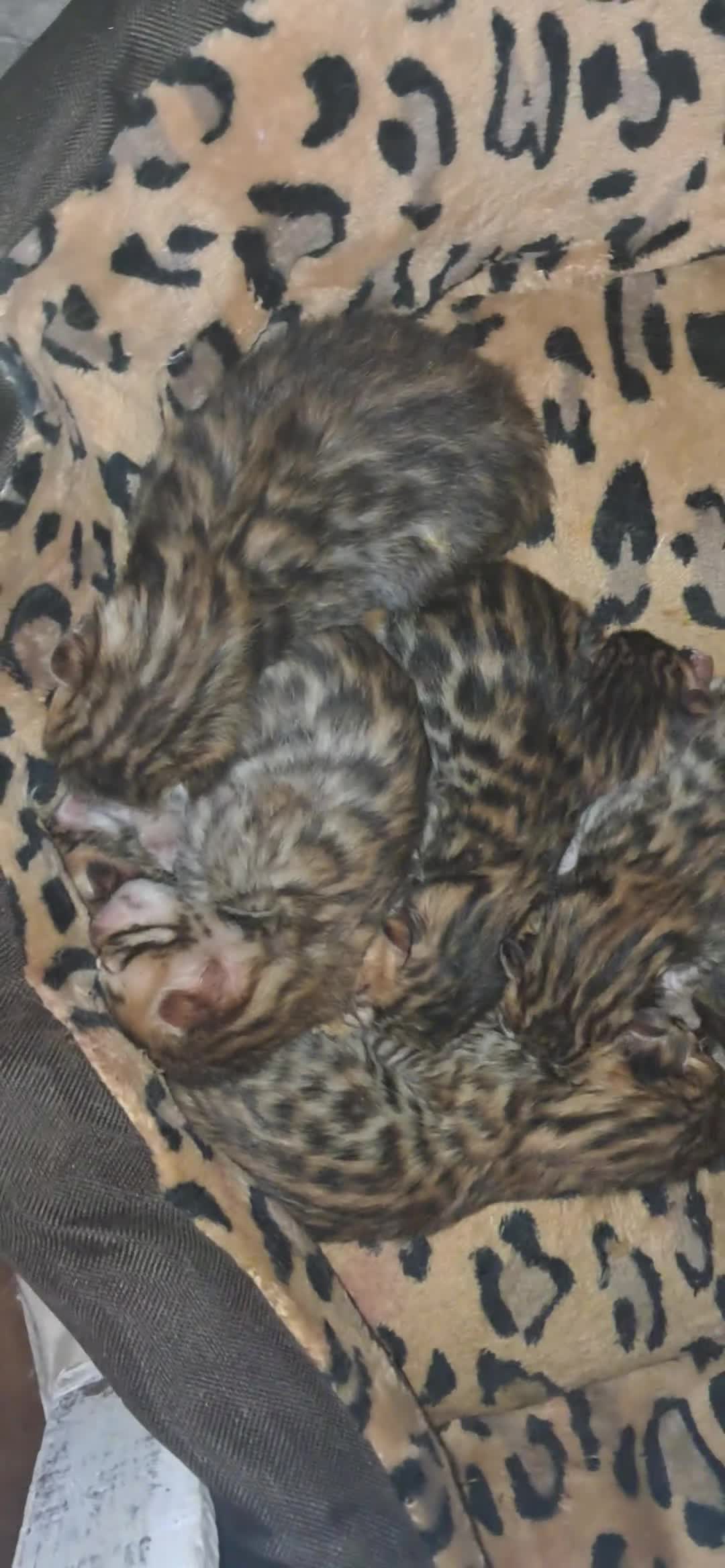 Bengala gatti in vendita: Bengala cuccioli  - Video 2