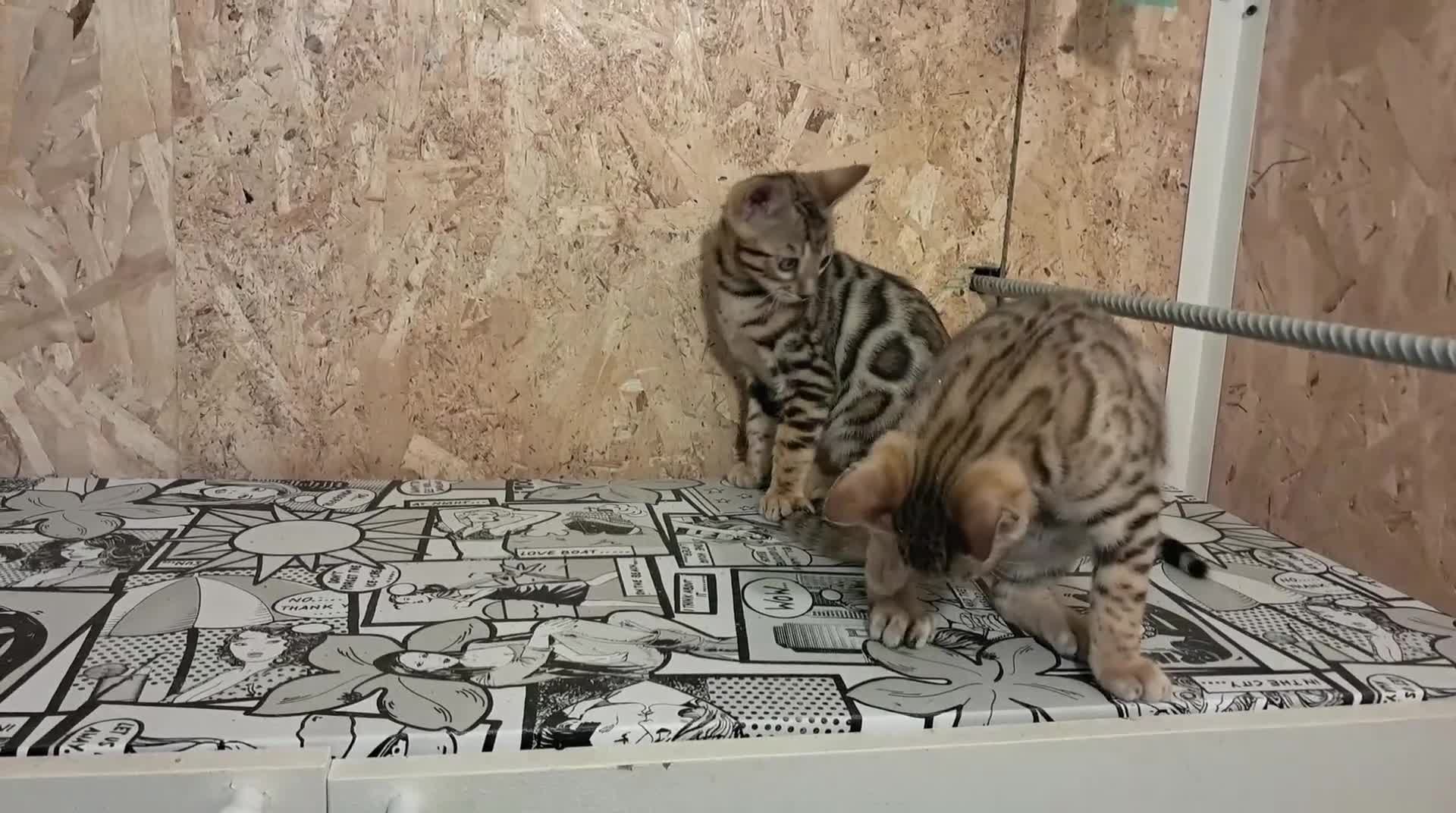 Bengala gatti in vendita: Bengala cuccioli pedegree a Provincia di Biella - Video 1