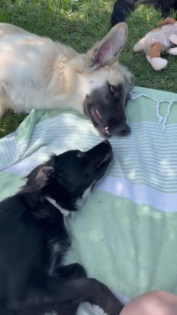 Meticcio cani in regalo: Cerchiamo urgente stallo casalingo postoperatorio  - Video 1