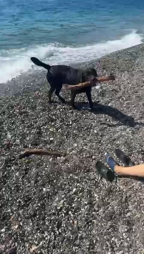 Labrador cani per accoppiamento: Cerco fidanzata Choco🤎 a Città metropolitana di Roma Capitale - Video 1