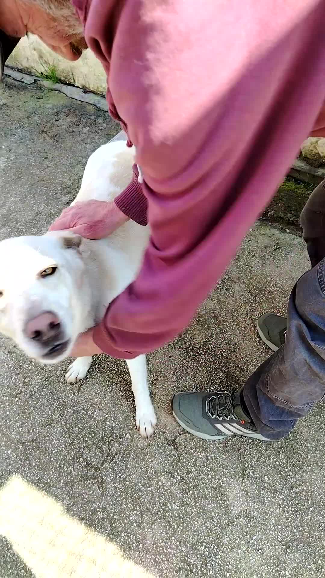 Meticcio cani in regalo: 15 chili, bello, intelligente, simpatico   - Video 1