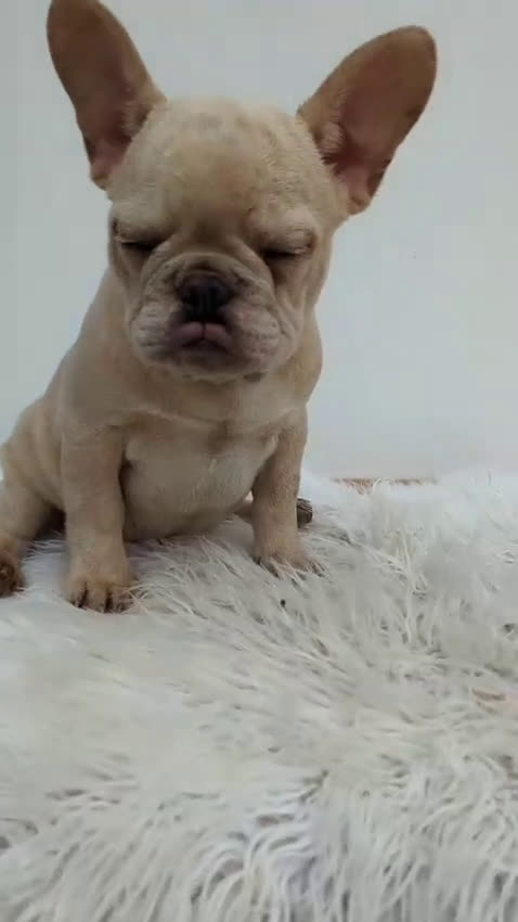 Bulldog Francese cani in vendita: Bulldog francese maschio crema - Video 1