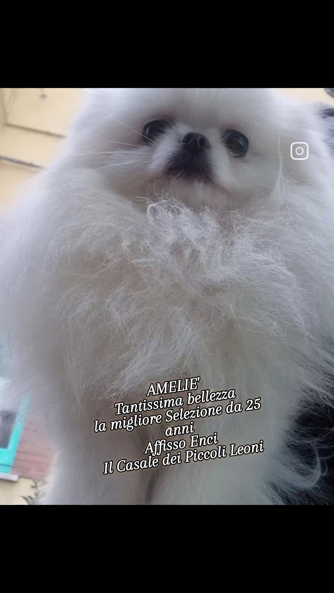 Spitz cani in regalo: Spitz Tedesco Nano/Pomerania a Città metropolitana di Roma Capitale - Video 2