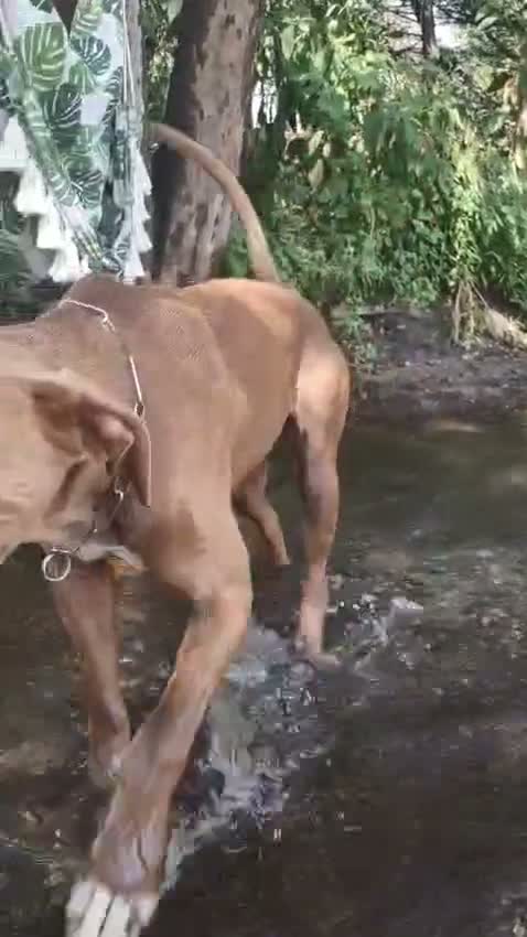 Pitbull cani in regalo: Zoro, splendido Pitbull Red Nose - Video 2