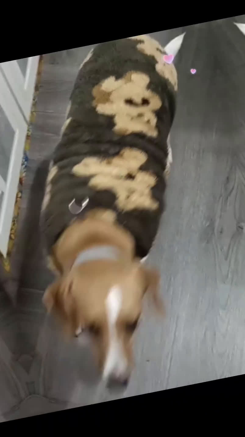 Meticcio gatti in regalo: Cagnolina incrocio Beagle  - Video 1