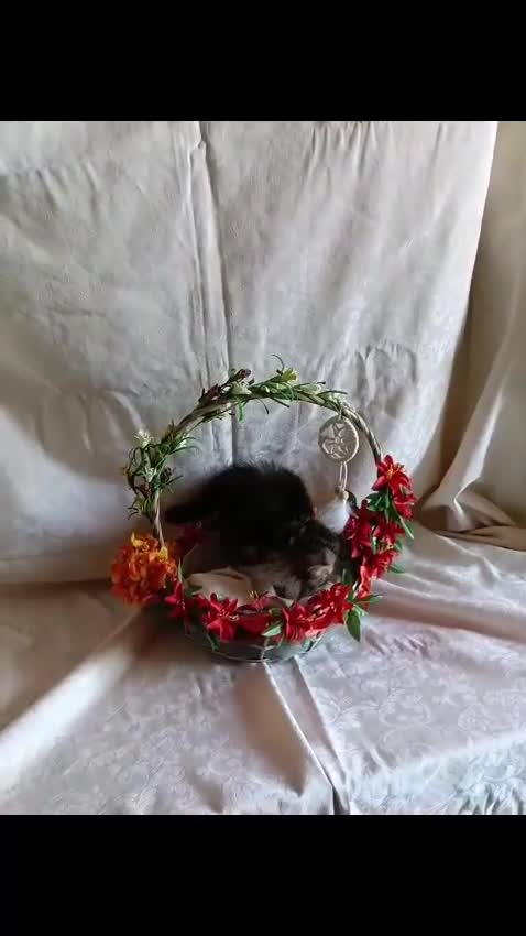 Persiano gatti in vendita: Splendido maschietto persiano a Provincia di Pisa - Video 3