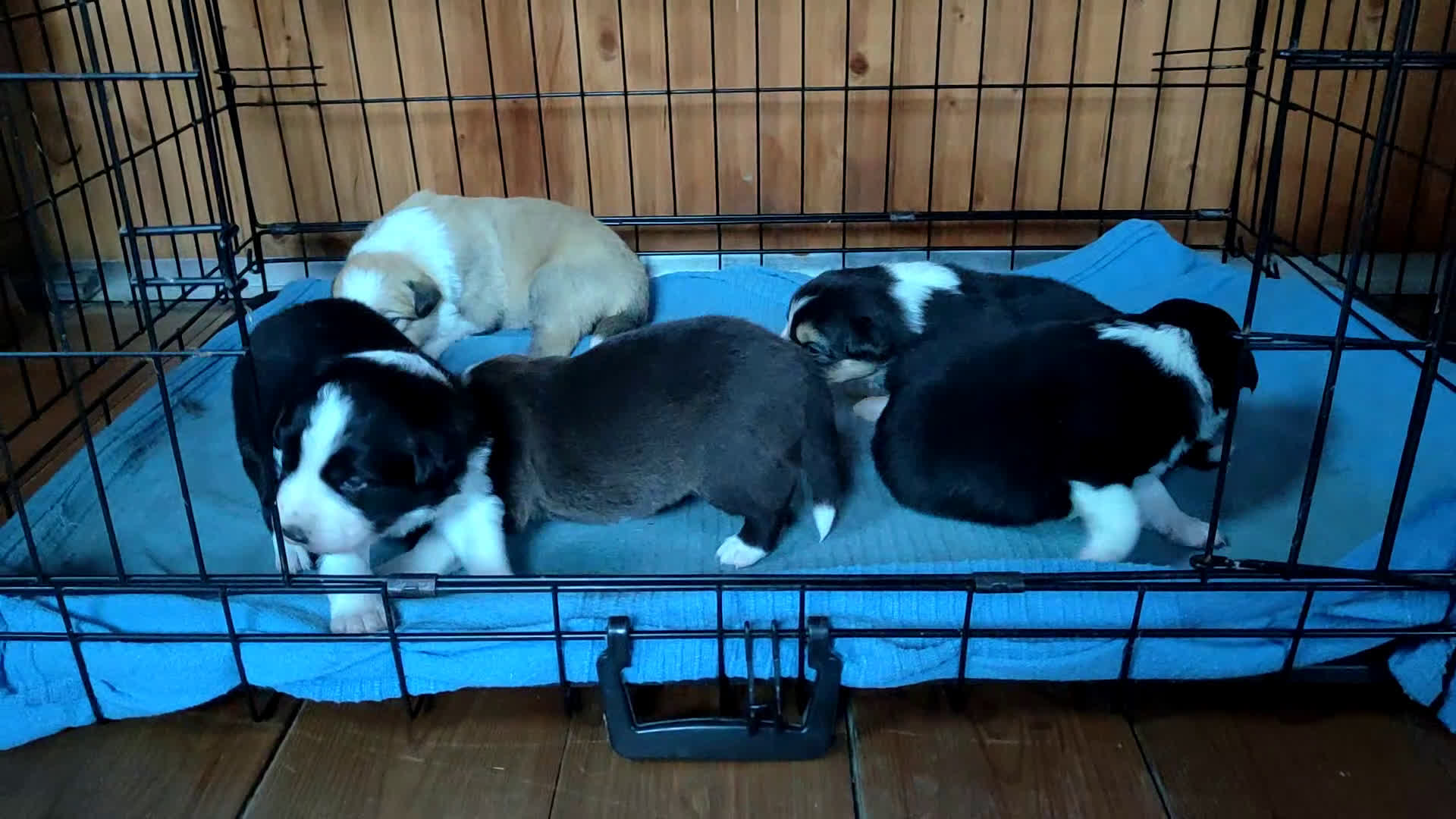 Border Collie cani in vendita: Eccoci arrivati - Video 2