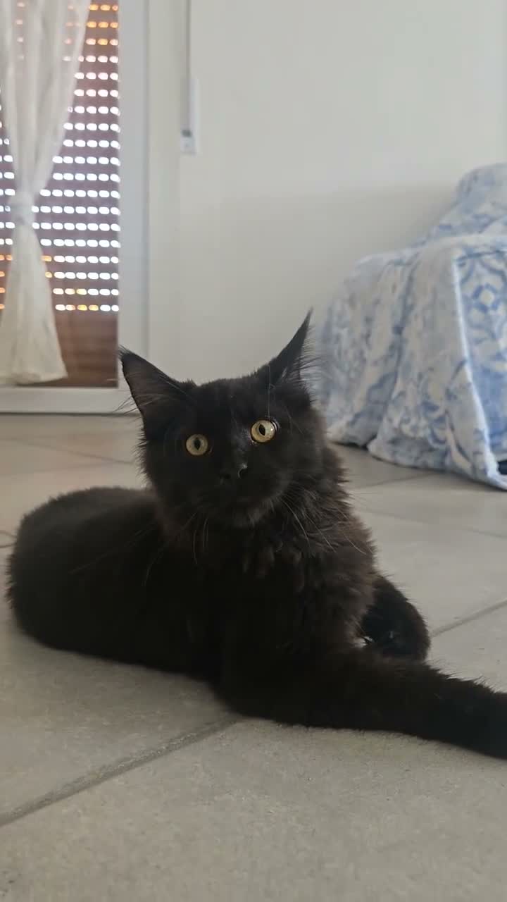 Maine Coon gatti in vendita: Cucciolo Maine Coon total black  3 mesi - Video 3