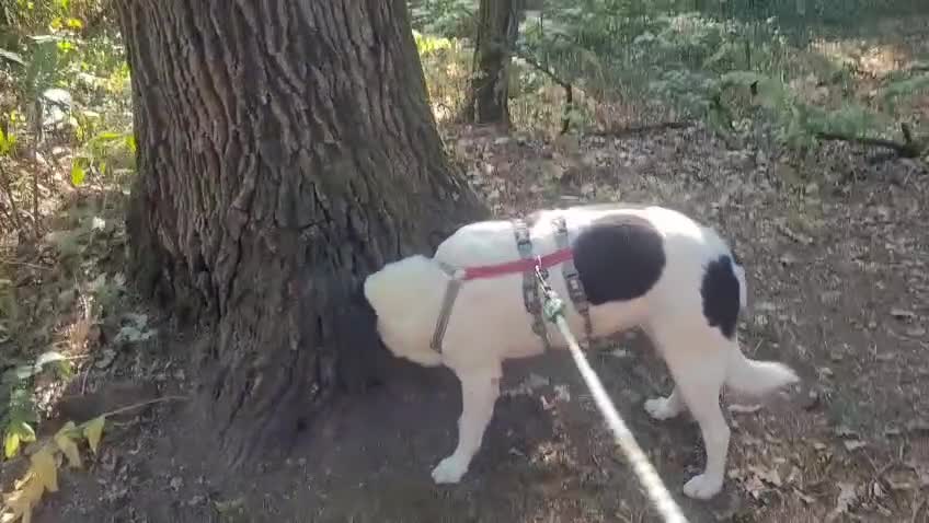 Meticcio cani in regalo: Cookie, una meticcia tenerissima - Video 1