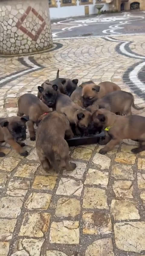 Pastore Belga cani in vendita: Splendidi cuccioli di Pastore Belga Malinois  - Video 2